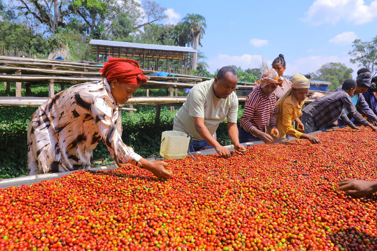 Ethiopia Denkalem G1 Natural / High Roast 120g