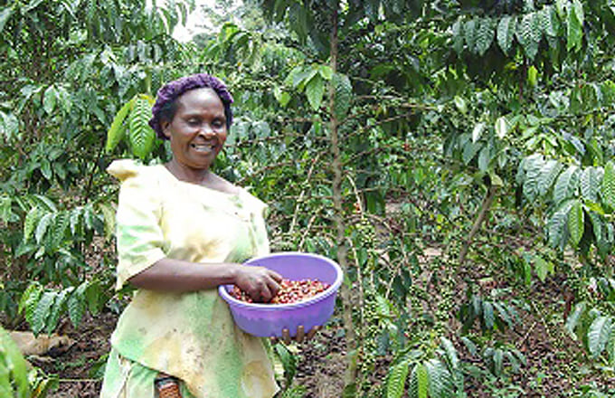 Uganda Tipica AA / City Roast 120g