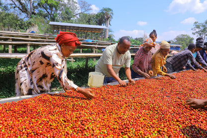 Ethiopia Denkalem G1 Natural / High Roast 120g
