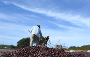 Brazil Plemium Chocola No2 / City Roast 120g