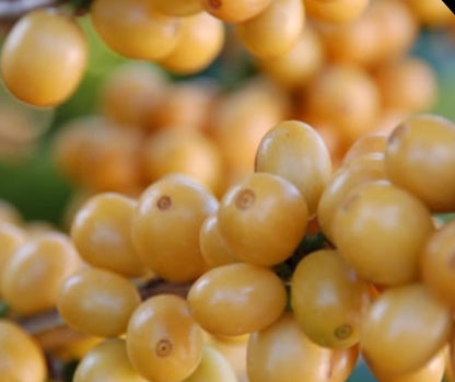 Brazil Topazio Double Anaerobic Fermentation Black Honey / High Roast 120g