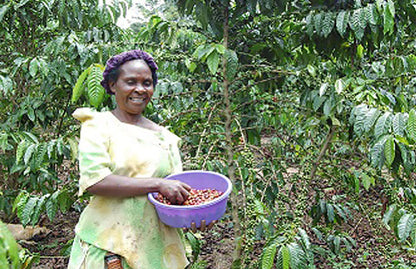 Uganda Tipica AA  / City Roast 120g
